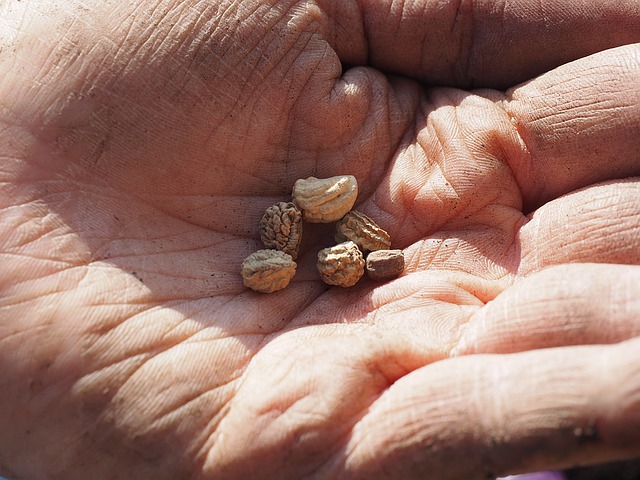 seeds in hand