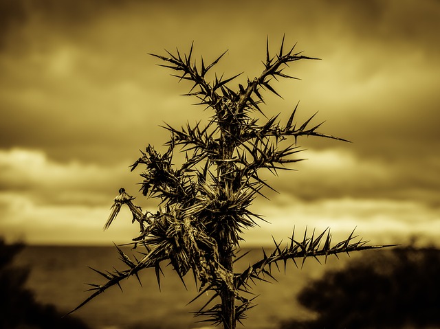 thorns